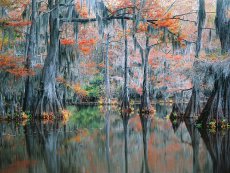 Cypress Autumn